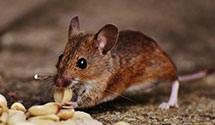 24 Hour & Emergency Exterminators in Altoona, PA